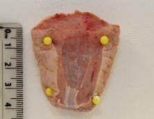 peter鍗氬＋鑲插効璇惧爞,鑻卞浗peter