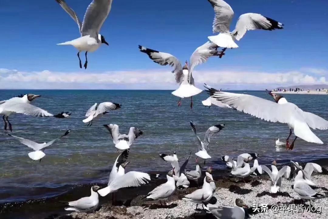 西藏旅行攻略纳木错,西藏之行最后一站纳木错不虚此行