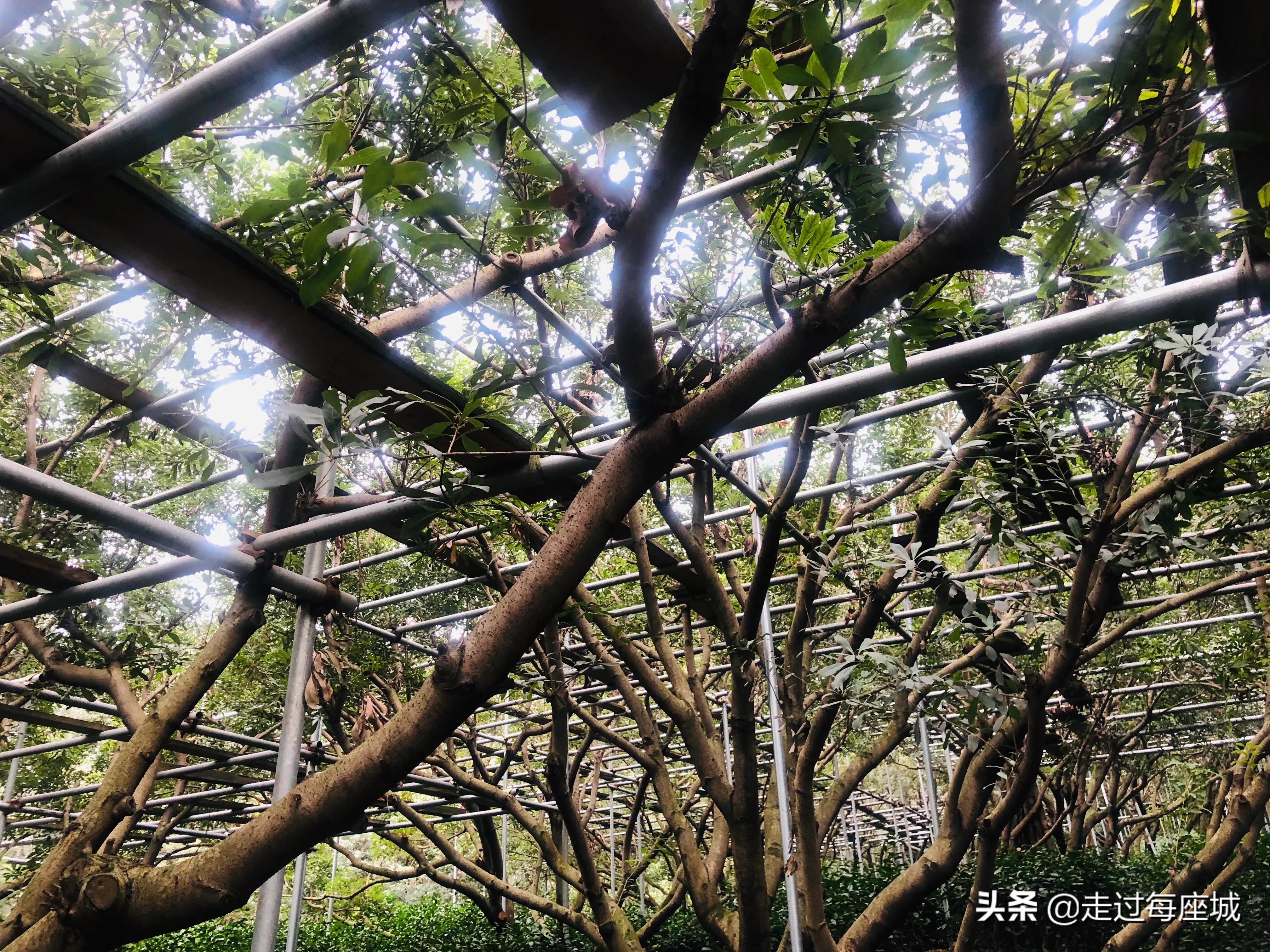 苏州小众却很棒的原生态的古镇,苏州必去的古村