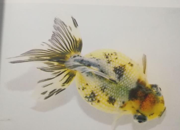 金鱼饲养难度排名,养金鱼的注意事项和饲养方法图片