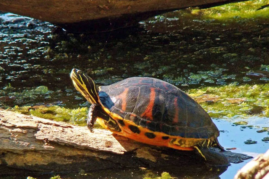 养龟怎么保持水质,养龟保持水质最好的方法