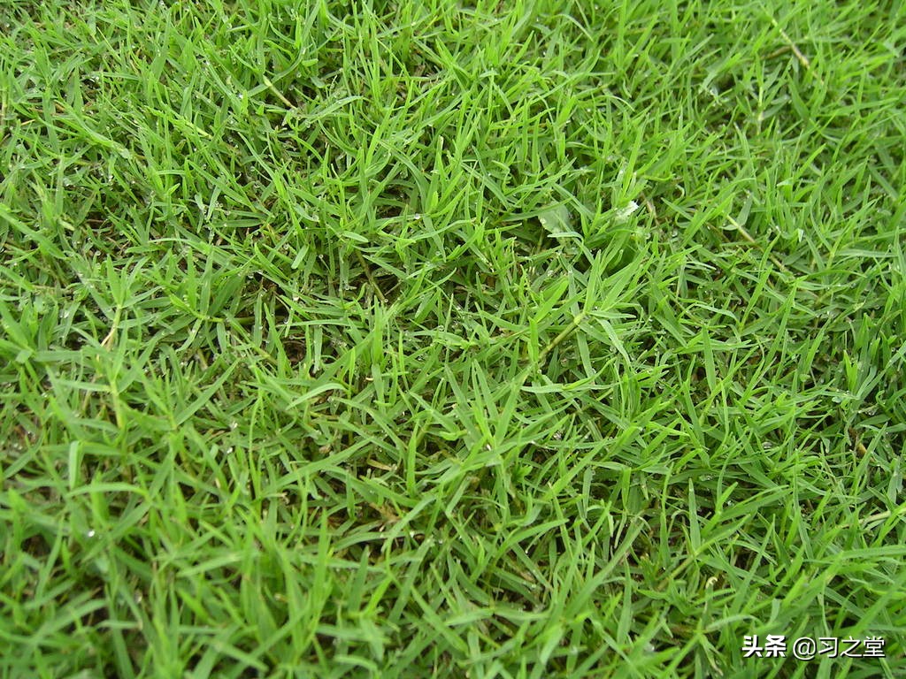 戏说汉字：“我屮艸芔茻”，一句网红吐槽话背后的汉字奇谈