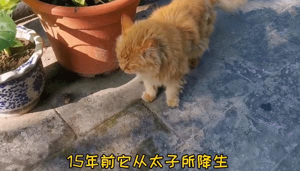 二十多岁进宫，在紫禁城中撸猫8年，她揭开了不为人知的故宫往事