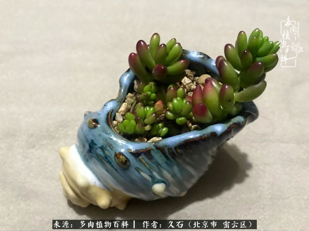与多肉朝夕相伴的美好时光,多肉相伴人生无忧图片