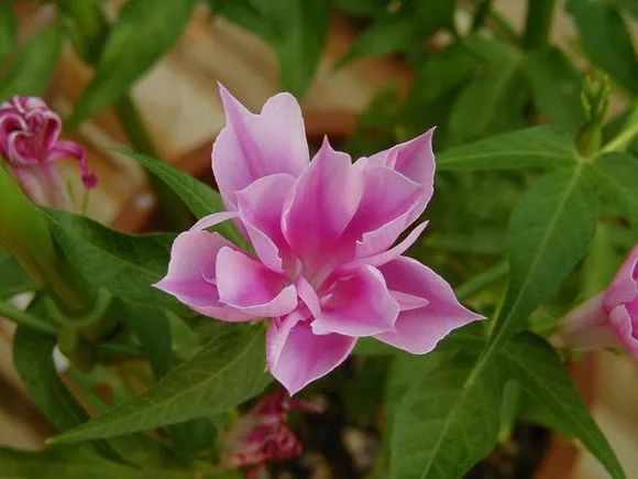 牵牛花到处游,牵牛花随便种