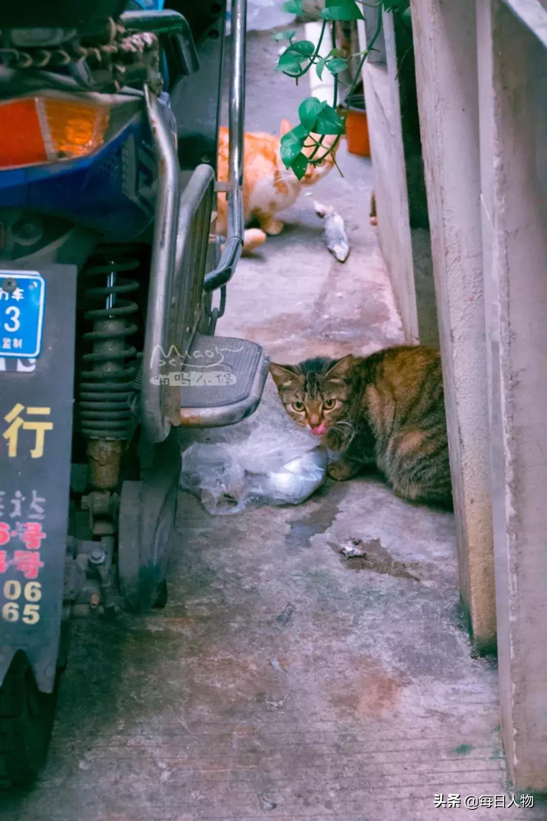 猫咪也有无可奈何的时候,猫咪为什么会给人安慰