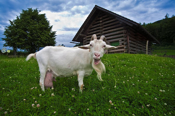 喝羊奶真的比喝牛奶好吗,多喝牛奶比喝羊奶好处多些吗