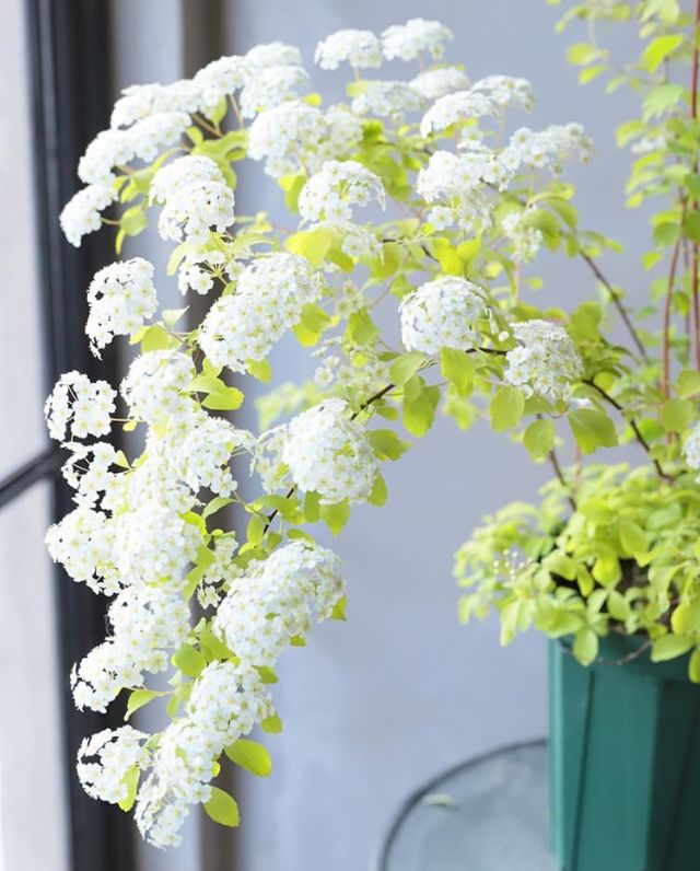 植库‖浪漫清新的小手球，为你带来氧气小森林