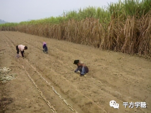 怎么从甘蔗变到红糖再变成白砂糖,甘蔗制出来的糖要如何变成白砂糖