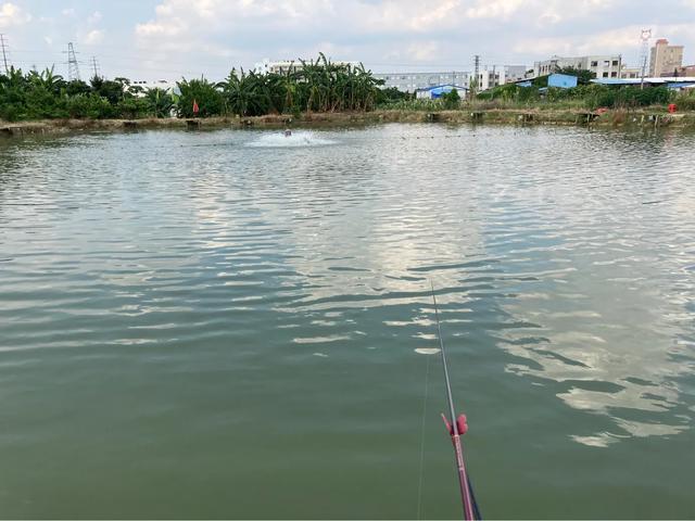2.7米的鱼竿钓罗非鱼,用5米4的鱼竿钓罗非鱼