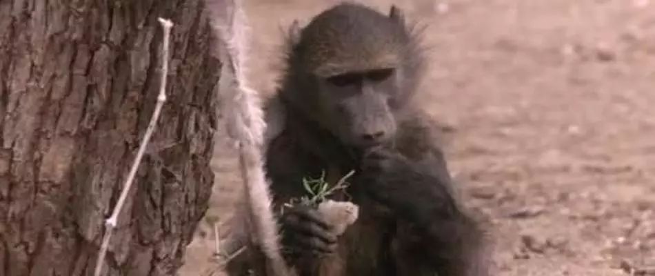 无比震撼的十部动物纪录片,15部81集顶级的自然动物纪录片