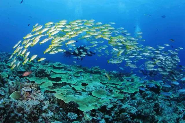 真实帕劳,帕劳的真实体验