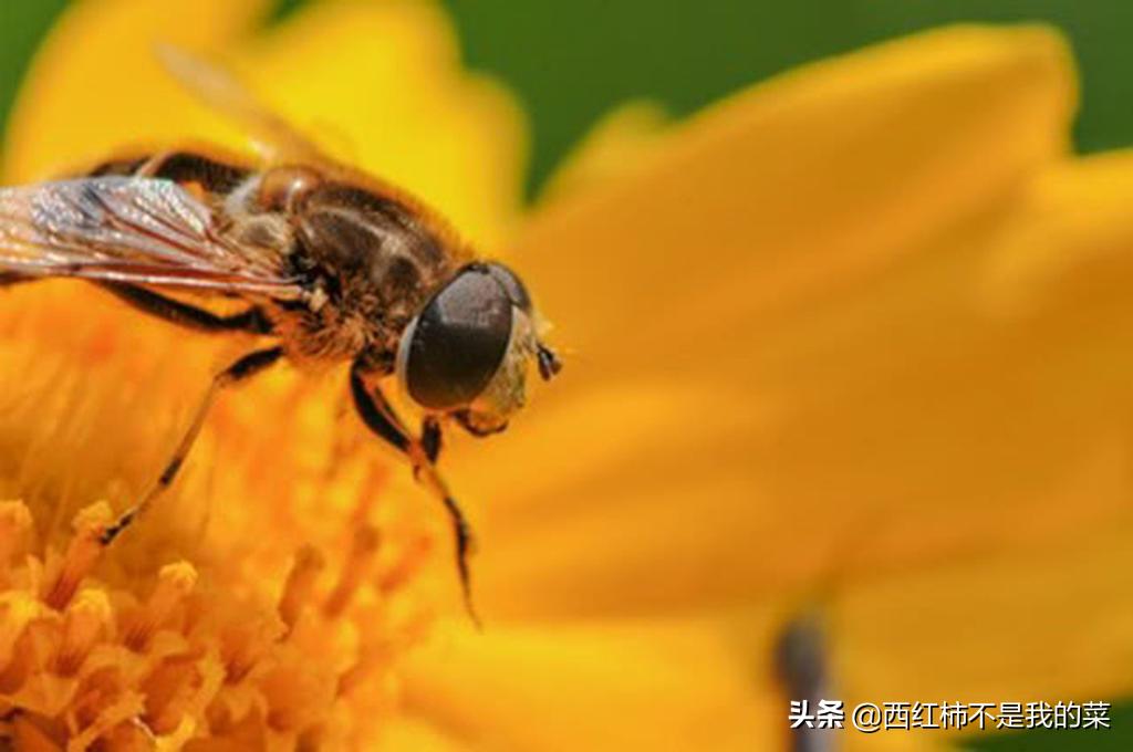 寓言故事蜘蛛与蜜蜂思维导图,寓言故事蜘蛛和蜜蜂寓意