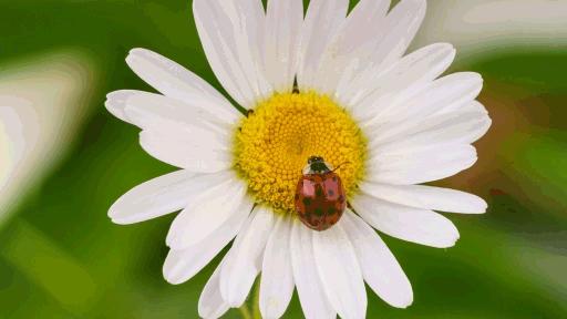 photoshop怎么局部填充颜色,photoshop填充图案怎么设置