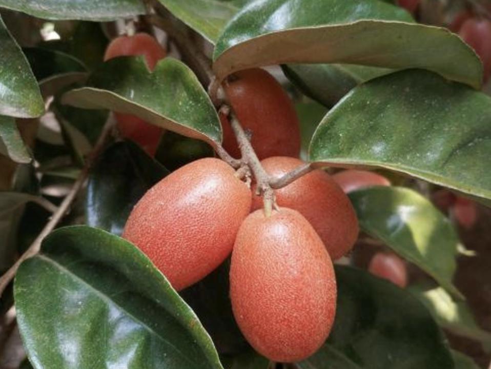 农村山谷下，有1种“羊奶果”，远处看像“西红柿”，珍贵，值钱