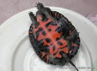 龟市发展史07：被高度爆炒的黑颈龟为何炒爆了？