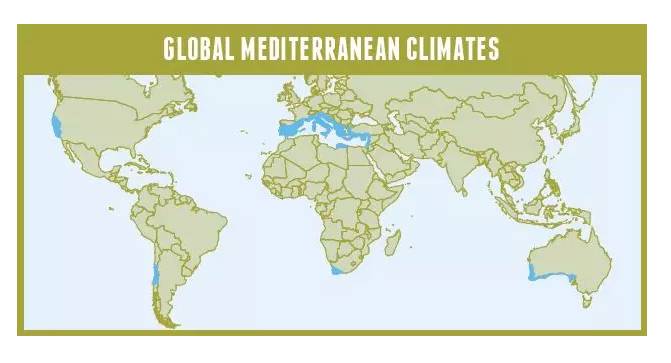 平时吃的杏仁是什么样的杏子,干果杏仁是吃的杏果核吗