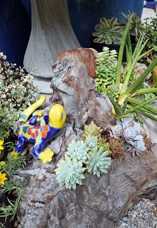 空气凤梨多肉,空气凤梨多肉植物养殖方法