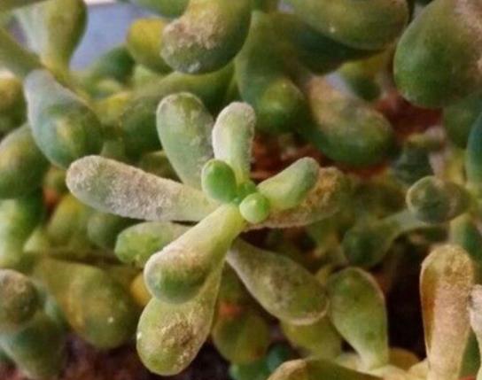 超全多肉术语42种多肉入门术语图文详解让你一文搞懂多肉术语