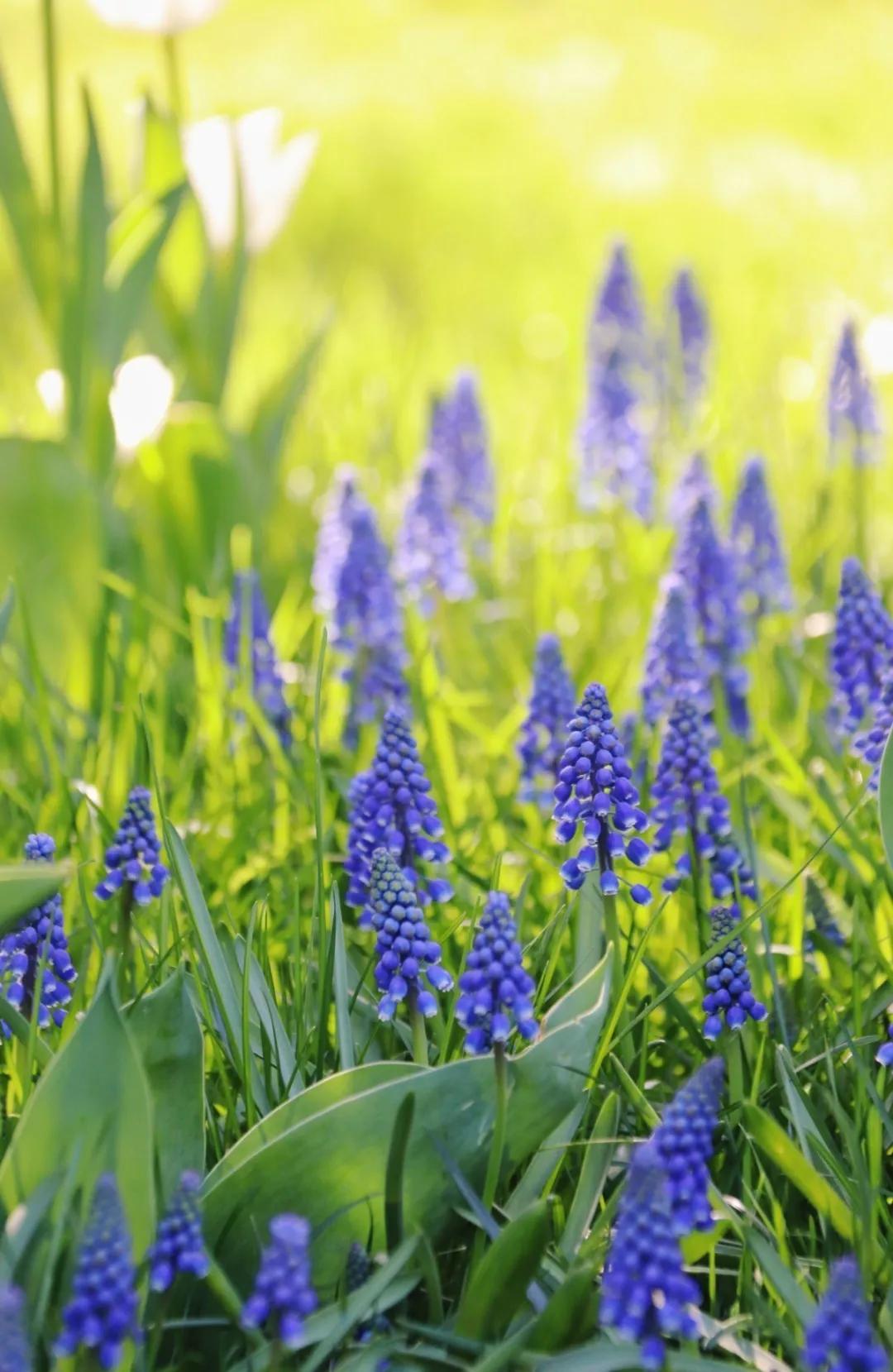 北京人少景美赏秋的公园,北京赏秋中山公园