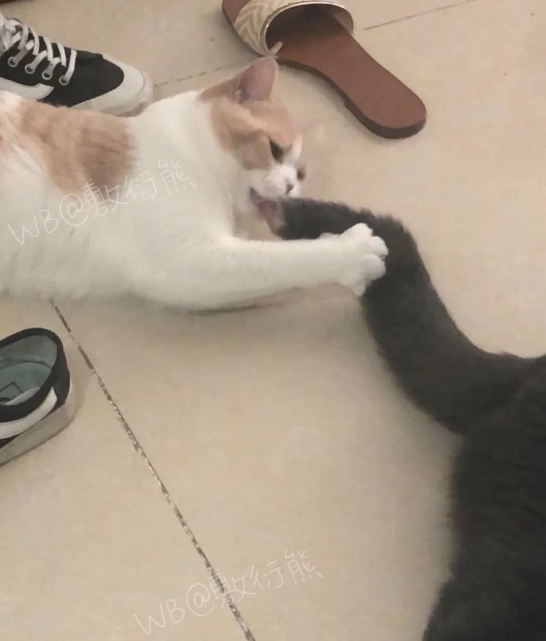 猫是只好猫，可被网友恶整后…哈哈哈没脸见人了