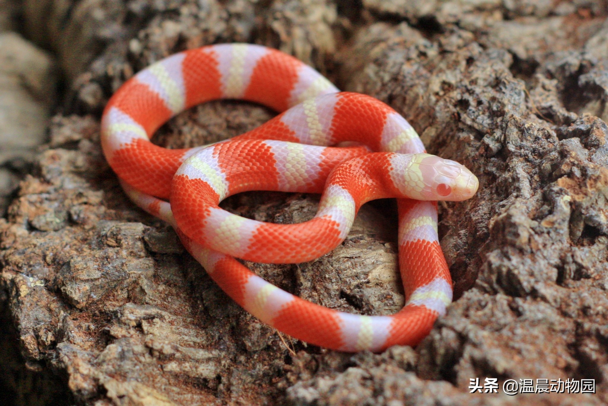 宠物蛇饲养指南,哪些没毒又可爱的宠物蛇可以养