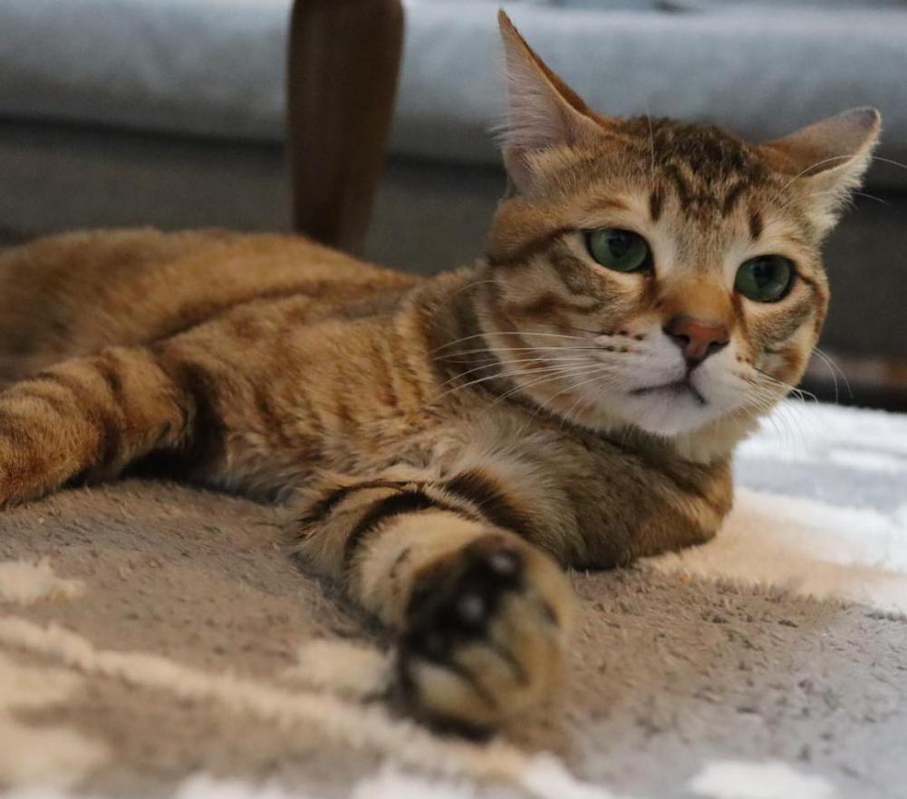 猫咪想念主人时才会有这些行为,猫咪思念主人的6种行为