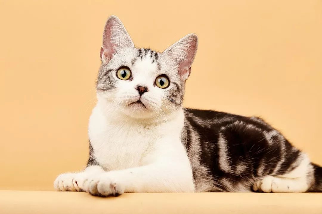 哪种猫好养又美短,好养的猫品种排行榜