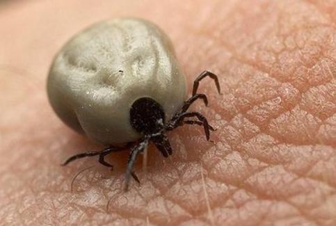 养牛常见疾病及预防方法,养牛最怕的咬牛的大飞虫是什么