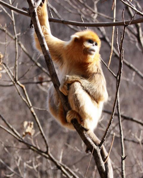 十二生肖合与不合关系口诀,十二生肖的相合与相生怎么记