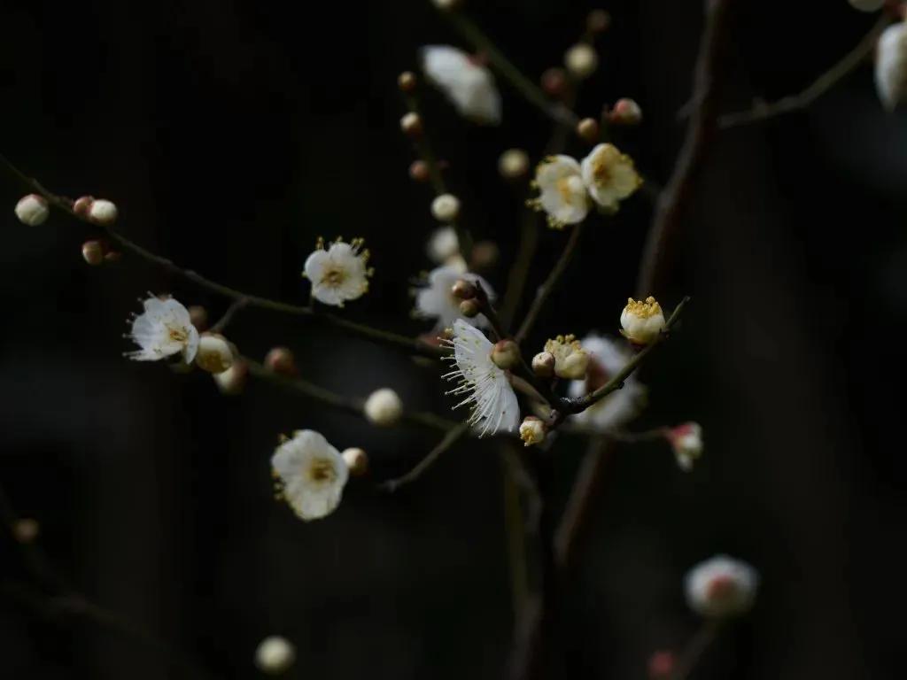 拍梅花技术的技巧和方法,拍梅花的最佳方法