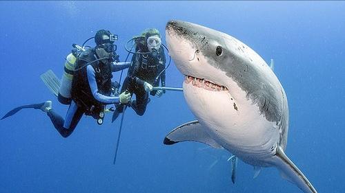 巨型大白鲨真的存在吗,最可怕的巨型大白鲨