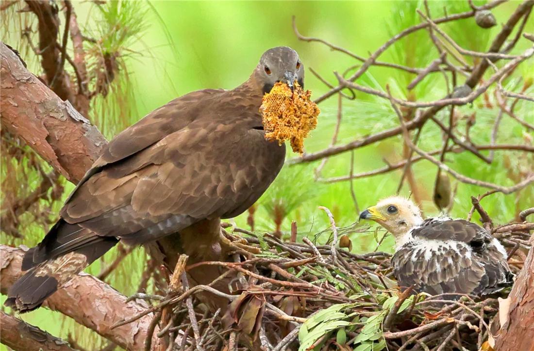 泰山上有猛禽,泰山上发现猛禽