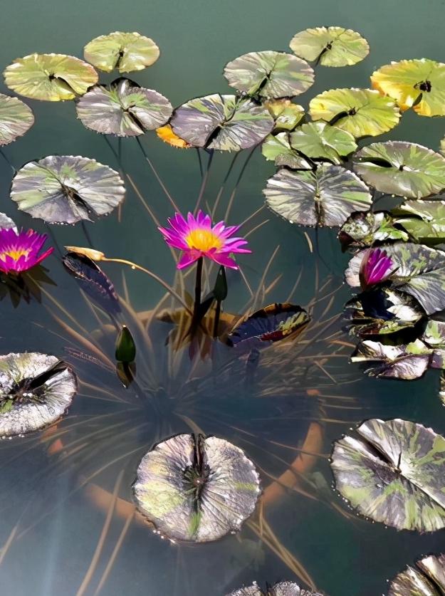 辽宁省盘锦市所辖区有哪些,辽宁省盘锦市有哪几个区