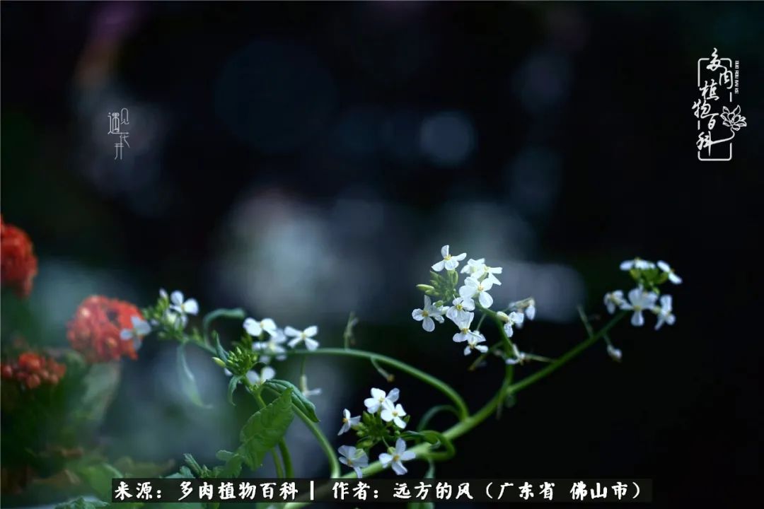 那些花儿在每个角落静静为你开着,那些花儿在每个角落静静地绽放