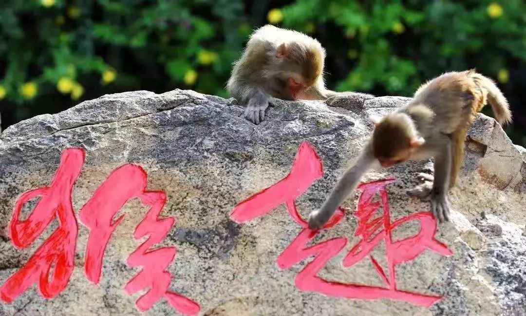 带娃国外海岛旅游推荐,适合带娃休闲度假的国内海岛