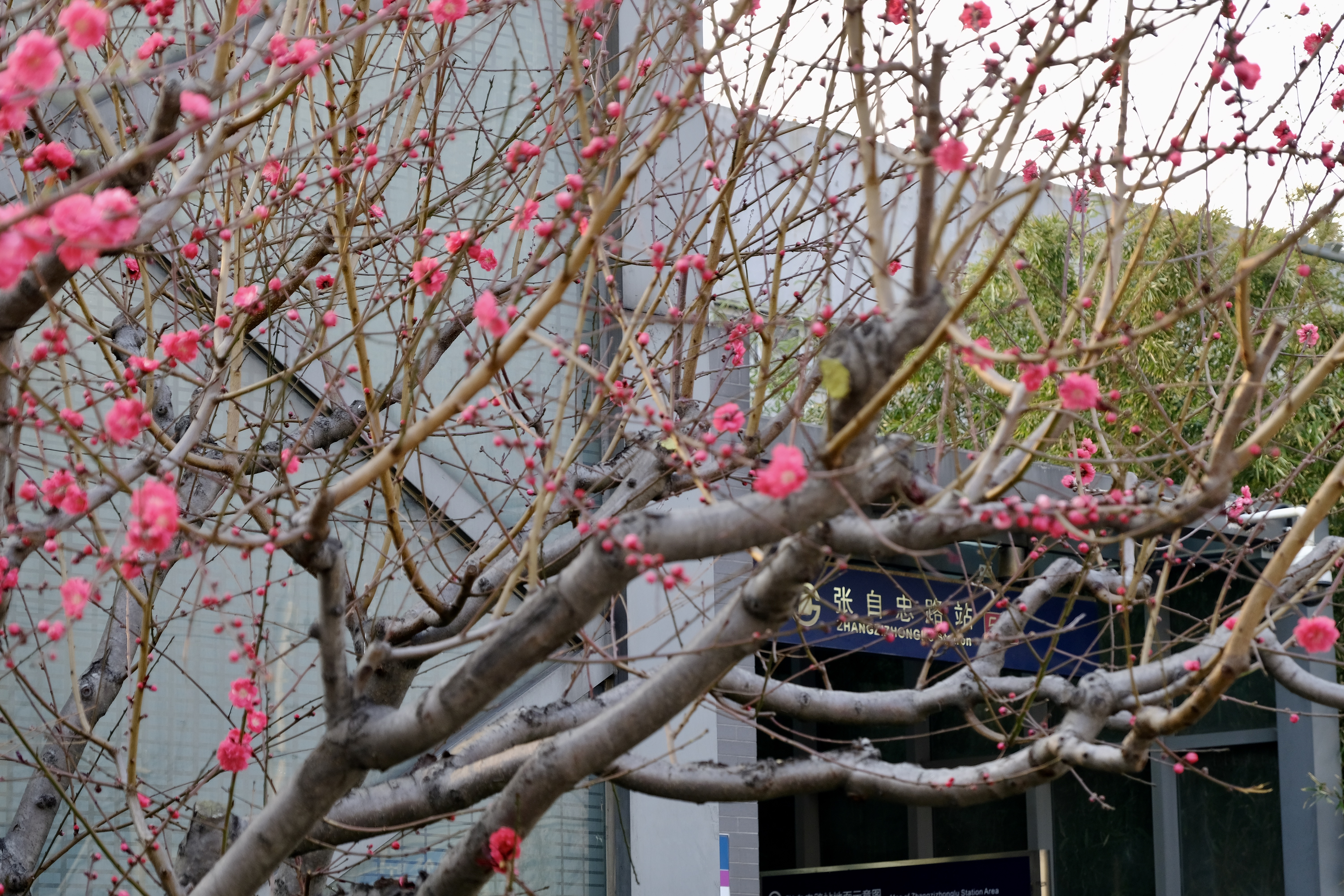 开往地铁上的春天,开往春天的地铁邂逅京城的花开