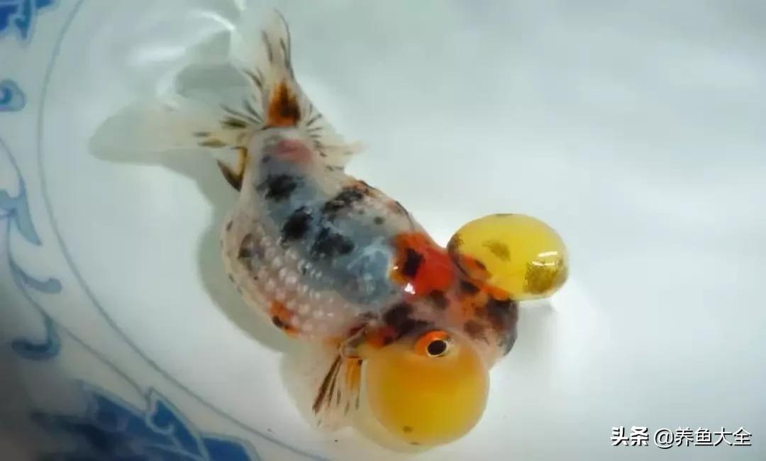 什么金鱼好养又好看,养哪种金鱼又好看又好养