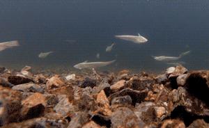 刀鱼5斤以上为啥那么贵,刀鱼为何天价