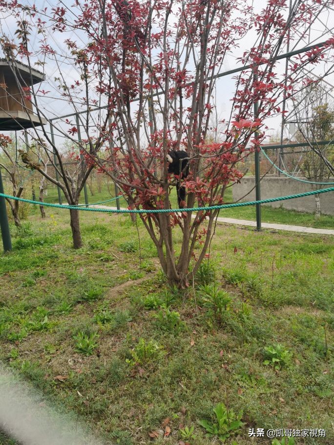 不一样的南通动物园,南通森林野生动物园和上海动物园