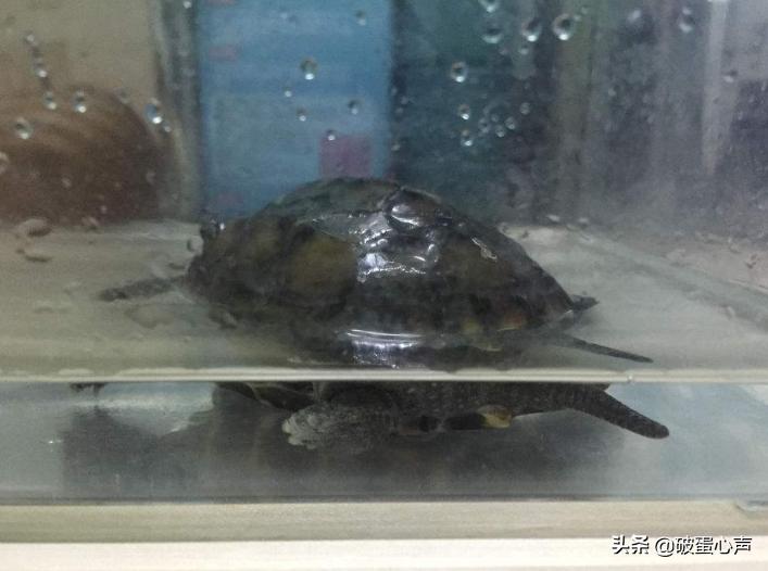 养龟到底换不换水好养活,养龟应注意哪几点