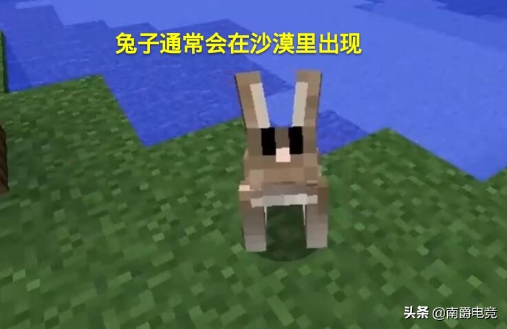 我的世界全部动物冷知识,兔子的冷知识之我的世界