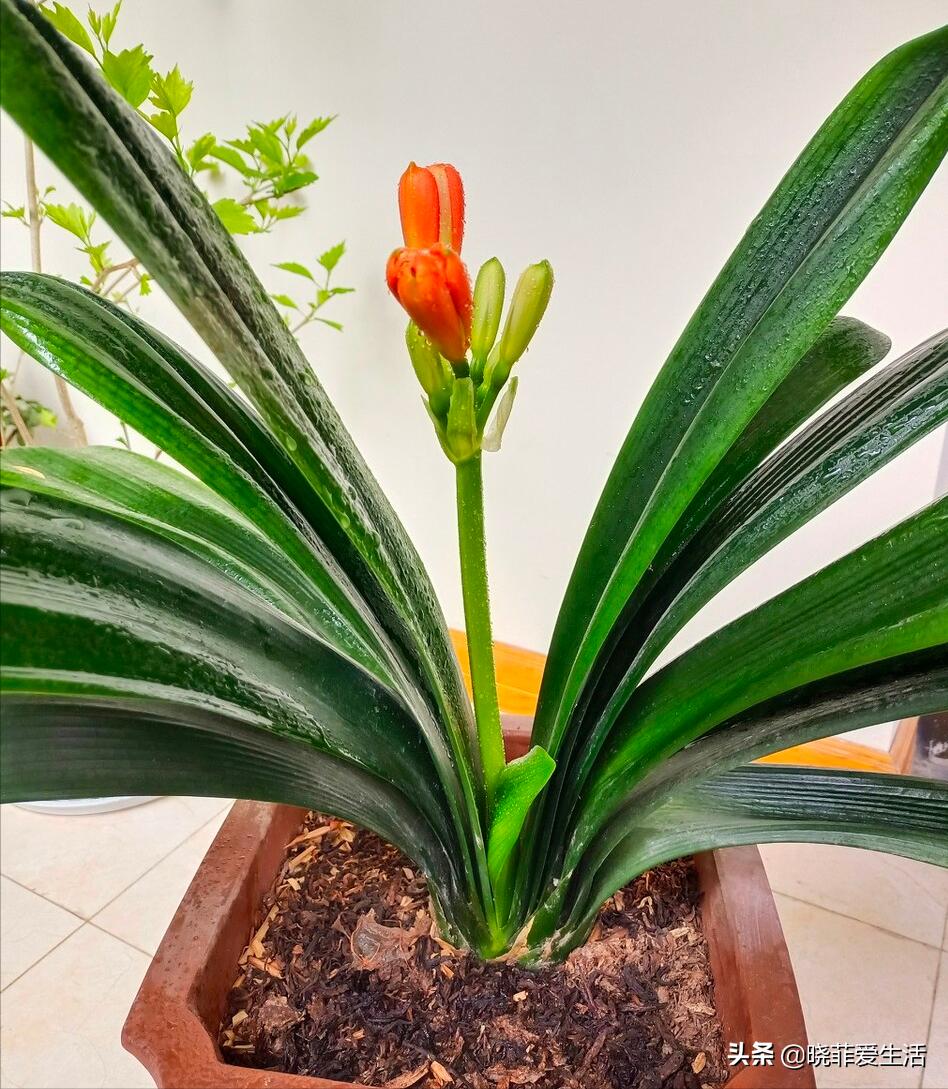 君子兰养了几年不开花要换盆吗,君子兰不开花这样养一年能开两茬