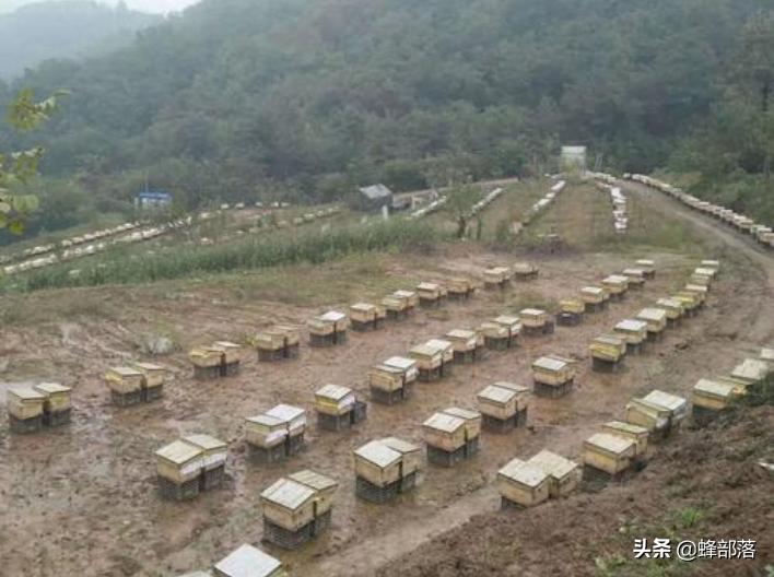 养蜜蜂技术让蜜蜂只进不出的机关,养蜂人不要的蜜蜂如何养殖成功