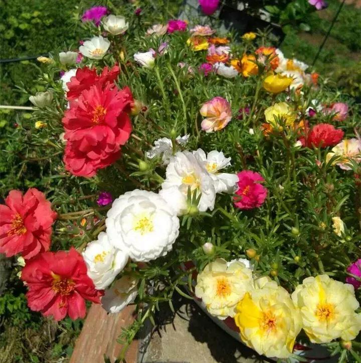 五月份被公认阳台最好养的10种花,喜阴耐旱适合室内养的50种花