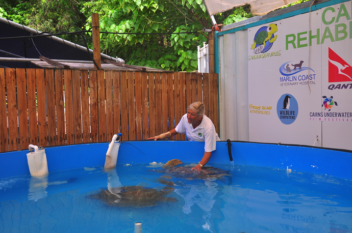 全民热遗｜大堡礁上有个翡翠岛，绝美好玩，还是海龟康复中心