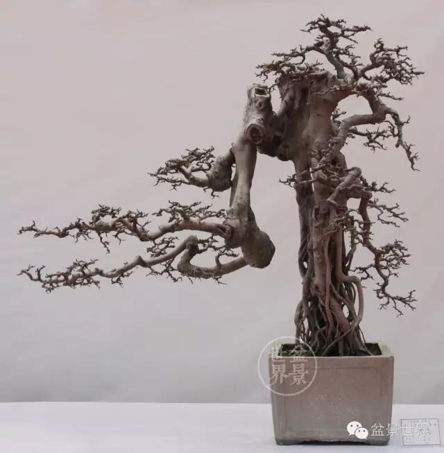 大师级老桩盆景欣赏,精美绝伦的老桩盆景