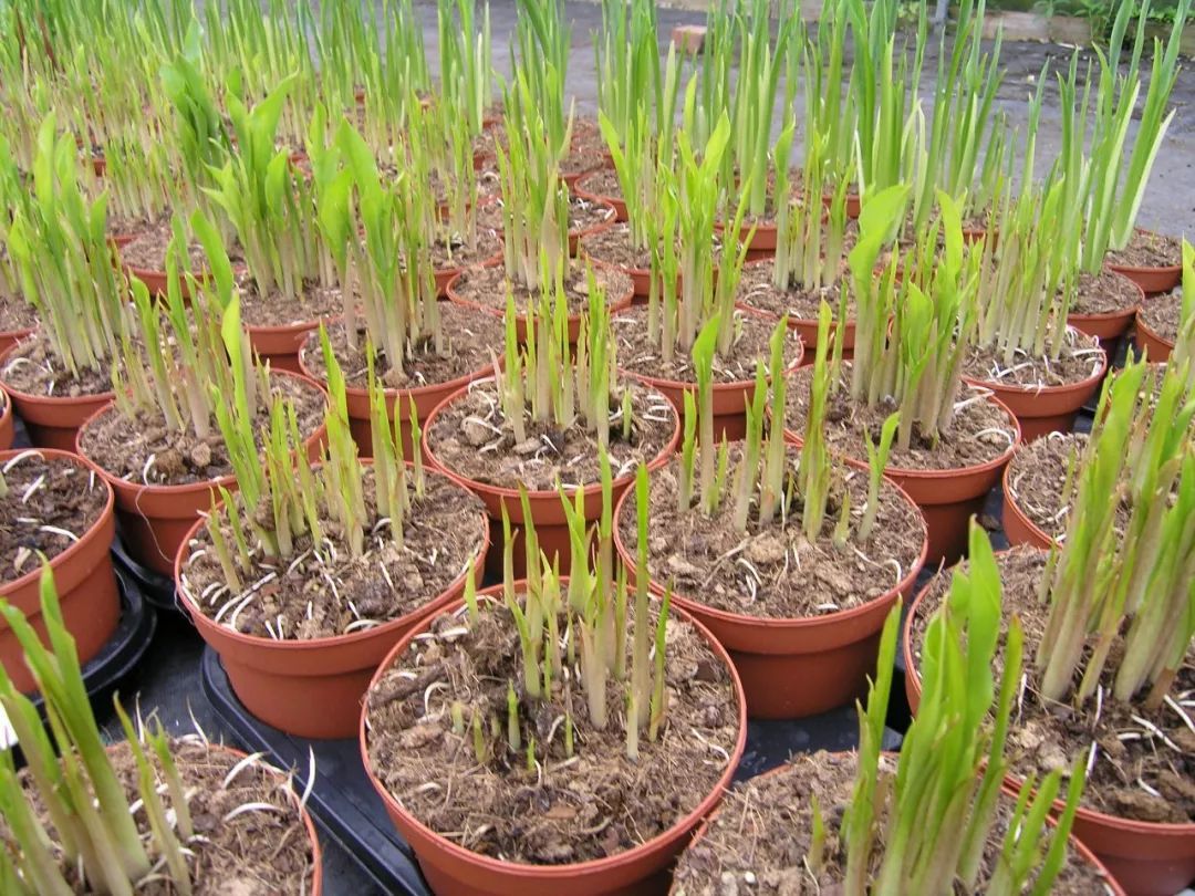 马蹄莲成品花怎么养好看,盆栽马蹄莲怎么养才开花