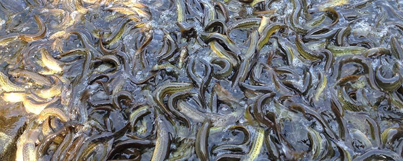 养殖泥鳅需要具备哪些条件和要求,泥鳅养殖技术需要什么条件