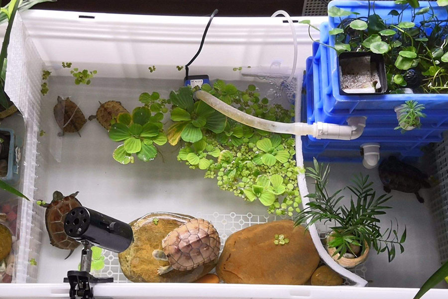 什么龟互动性强又好养,怎么和龟龟培养好感情